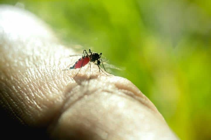 הרחקת יתושים