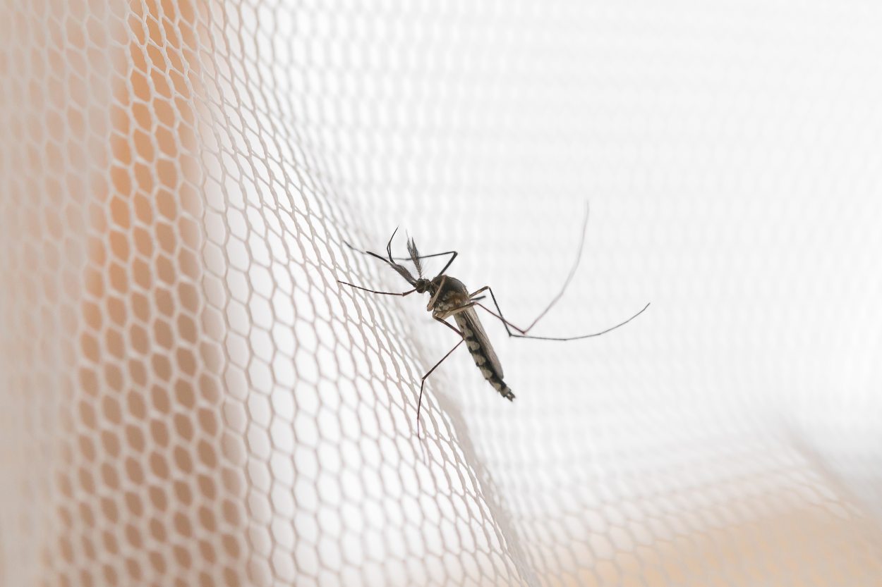 רשת הגנה מיתושים: הכן ביתך לקיץ